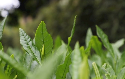 茶葉大國(guó)應(yīng)用，土壤養(yǎng)分檢測(cè)儀可以對(duì)茶葉合理施肥有何等指導(dǎo)作用？